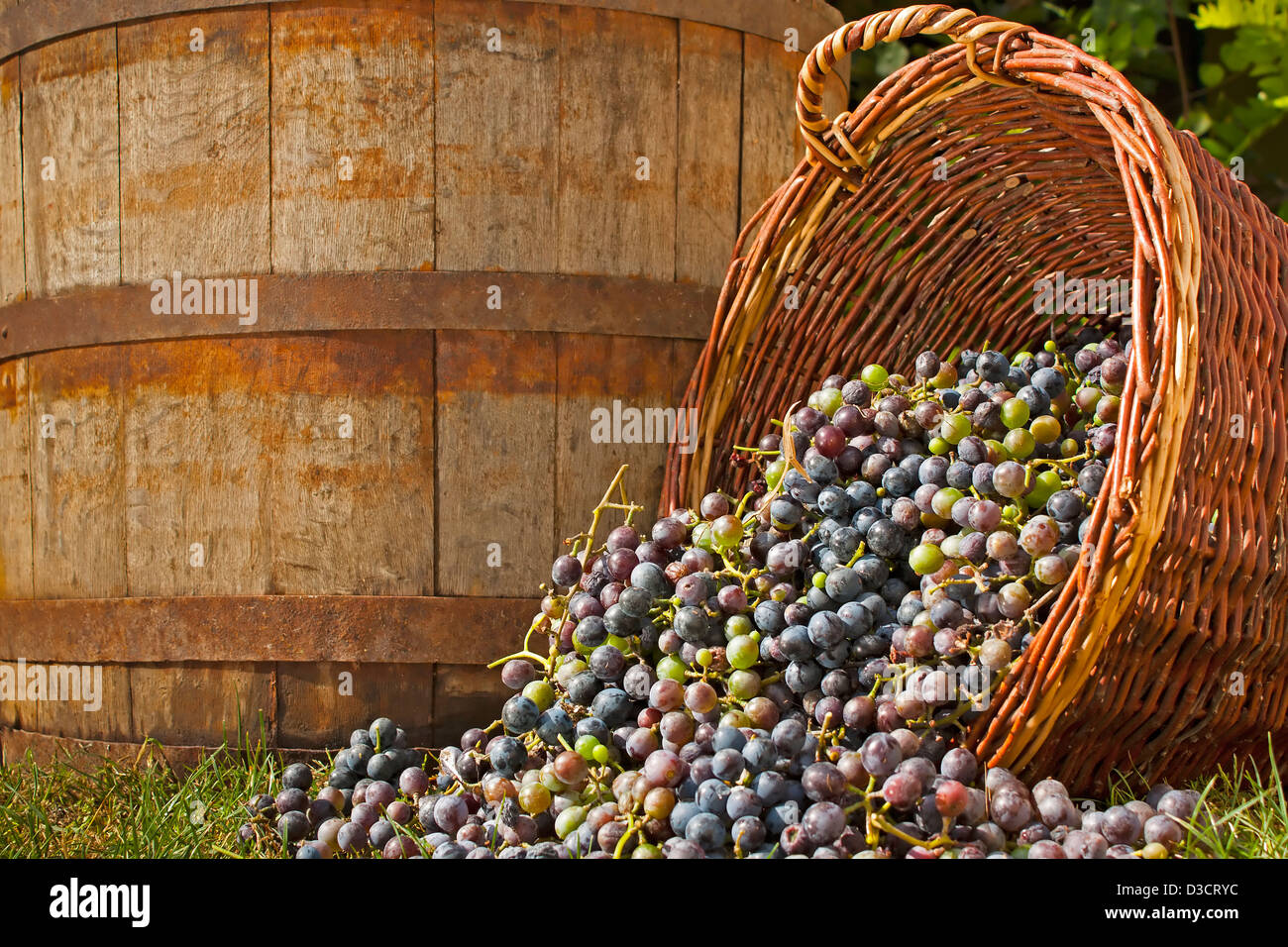Appena raccolto di uve da vino la fuoriuscita del cesto in vimini con un barile vecchio sfondo Foto Stock