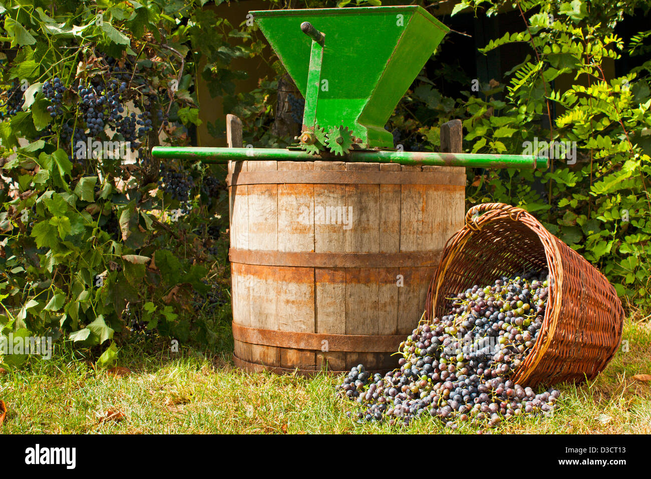 Appena raccolto di uve da vino fuoriuscita da un cesto di vimini con una botte di vino e una vendemmia uva frantumatore Foto Stock