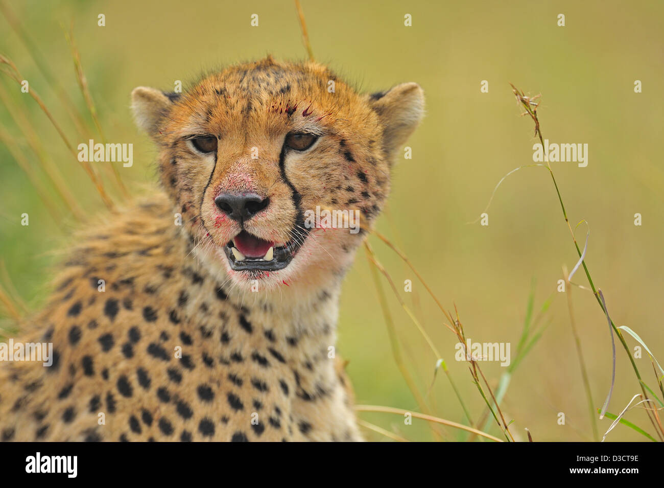 La faccia di un ghepardo nelle praterie del Masai Mara in Kenya, Africa Foto Stock