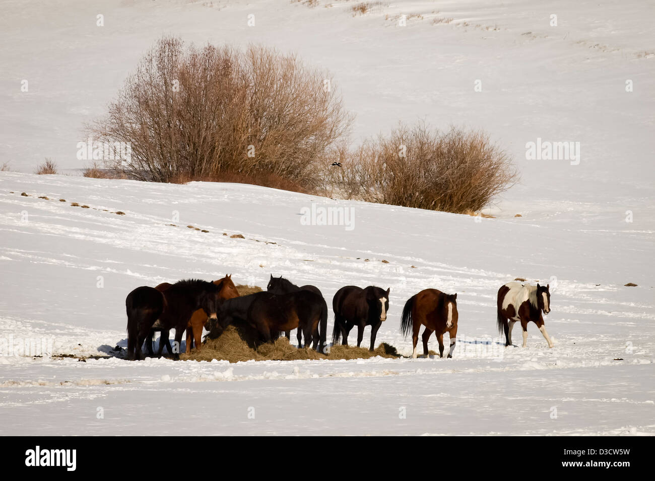 Cavalli al pascolo su un giorno d'inverno. Foto Stock