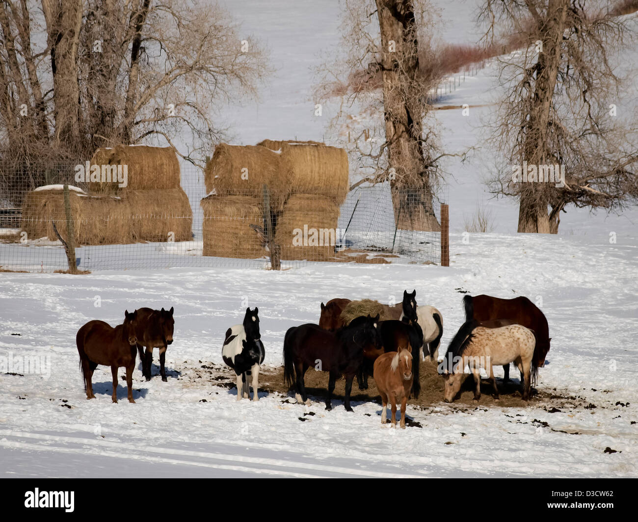 Cavalli al pascolo su un giorno d'inverno. Foto Stock