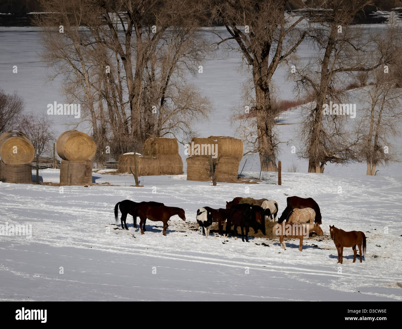 Cavalli al pascolo su un giorno d'inverno. Foto Stock