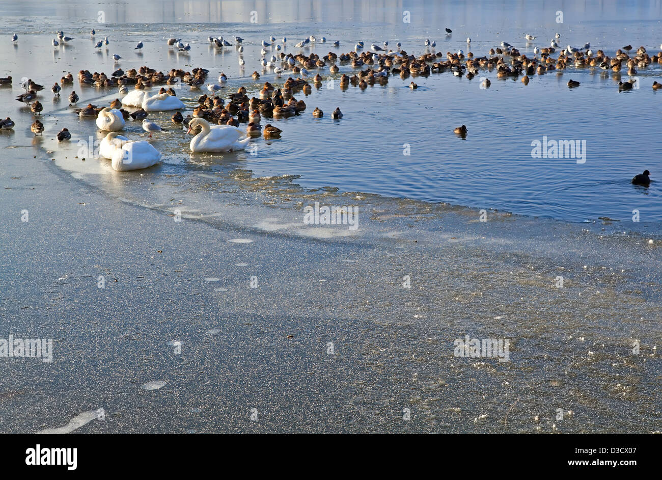 Gli uccelli acquatici - cigni e anatre selvatiche sul lago ghiacciato Foto Stock