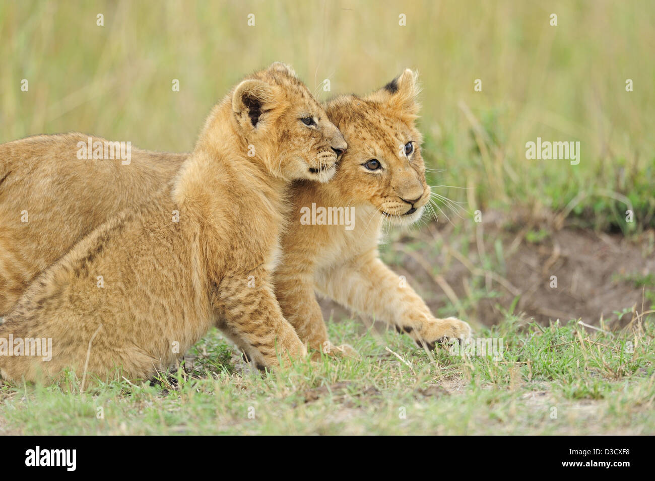 Giocoso lion cubs nel Masai Mara, Kenya, Africa Foto Stock