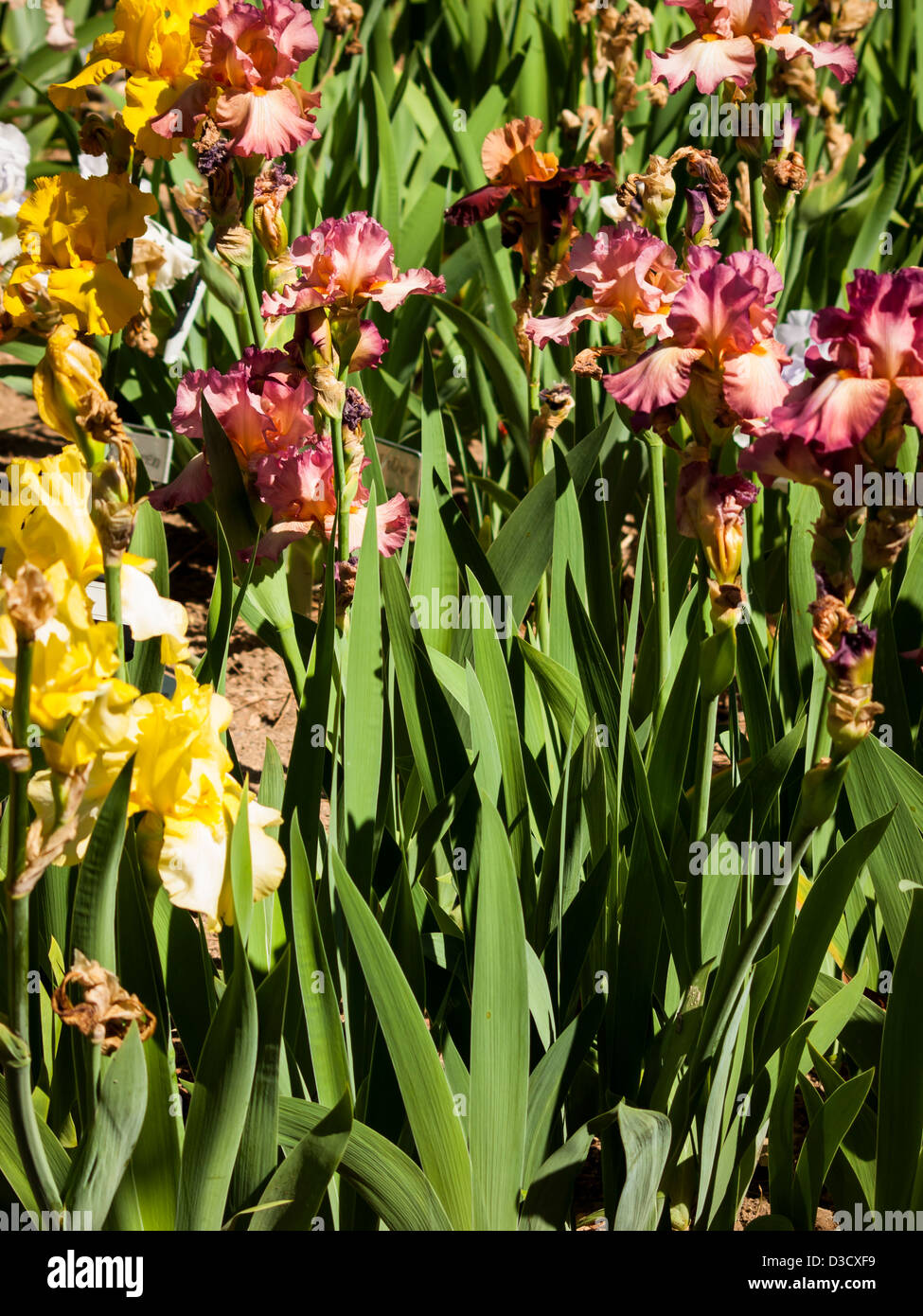 Blooming iris alla fine del ciclo di fioritura. Foto Stock