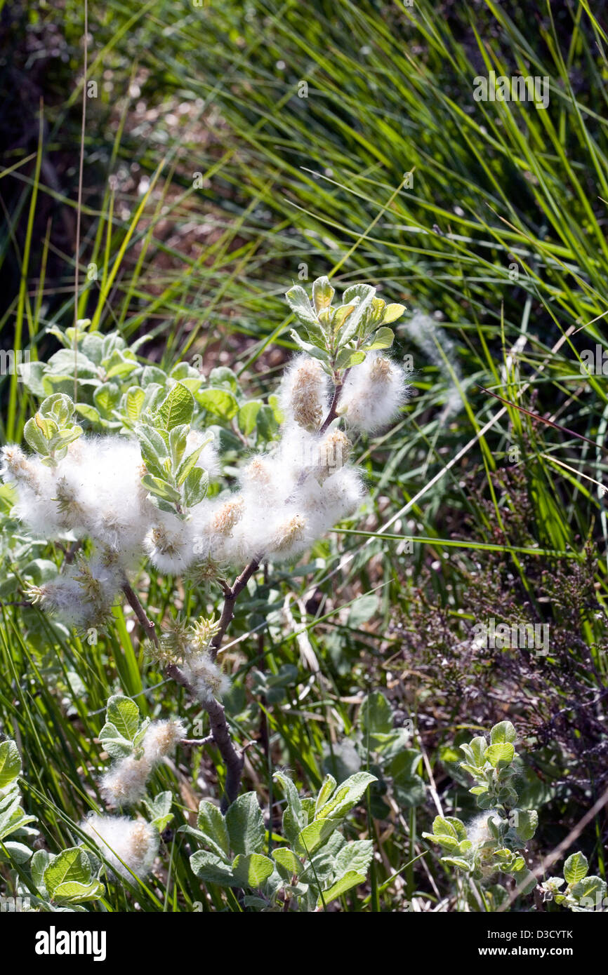 Salice di capra in fiore nel bosco vicino al punto Idrigill Orbost Duirinish Isola di Skye in Scozia Foto Stock