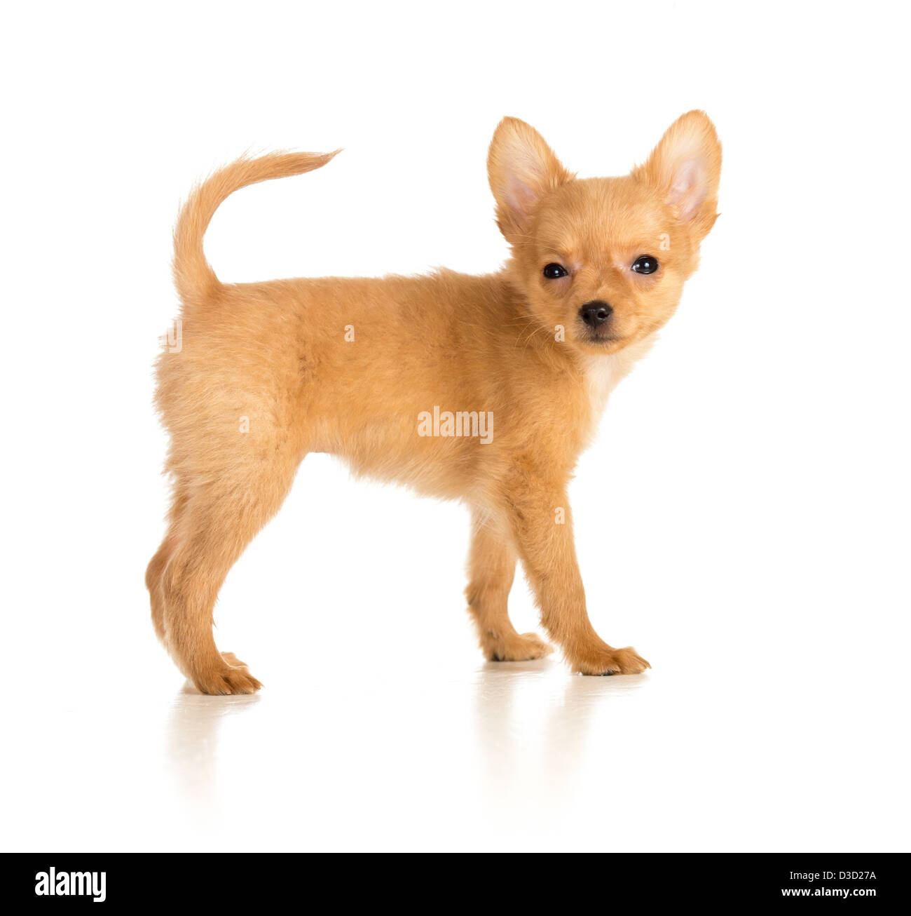 Russian toy terrier cucciolo isolato su bianco Foto Stock