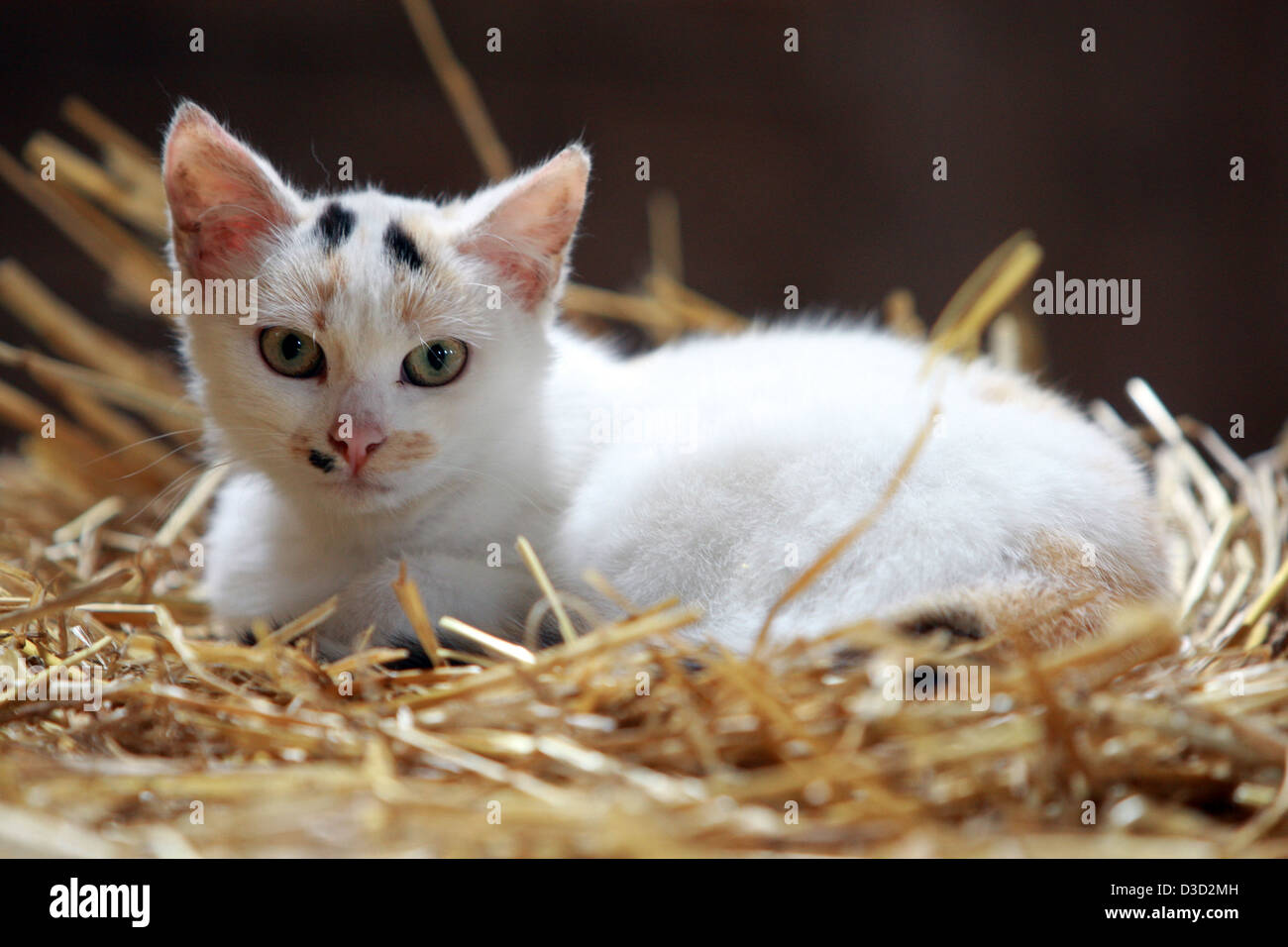 Il vecchio campo, Germania, giovane gatto domestico è nella paglia Foto Stock