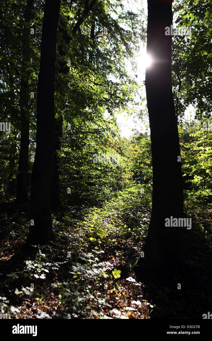 Villaggio splendente, Germania, bosco di latifoglie Foto Stock