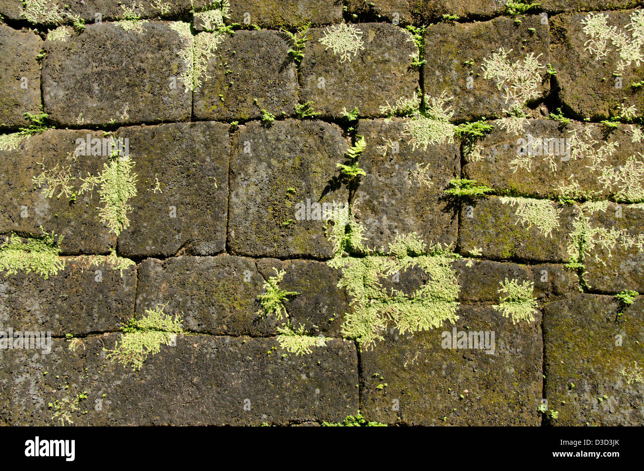 Guatemala, Quirigua rovine Maya parco archeologico (UNESCO). L'Acropoli, il muro di pietra dettaglio. Foto Stock