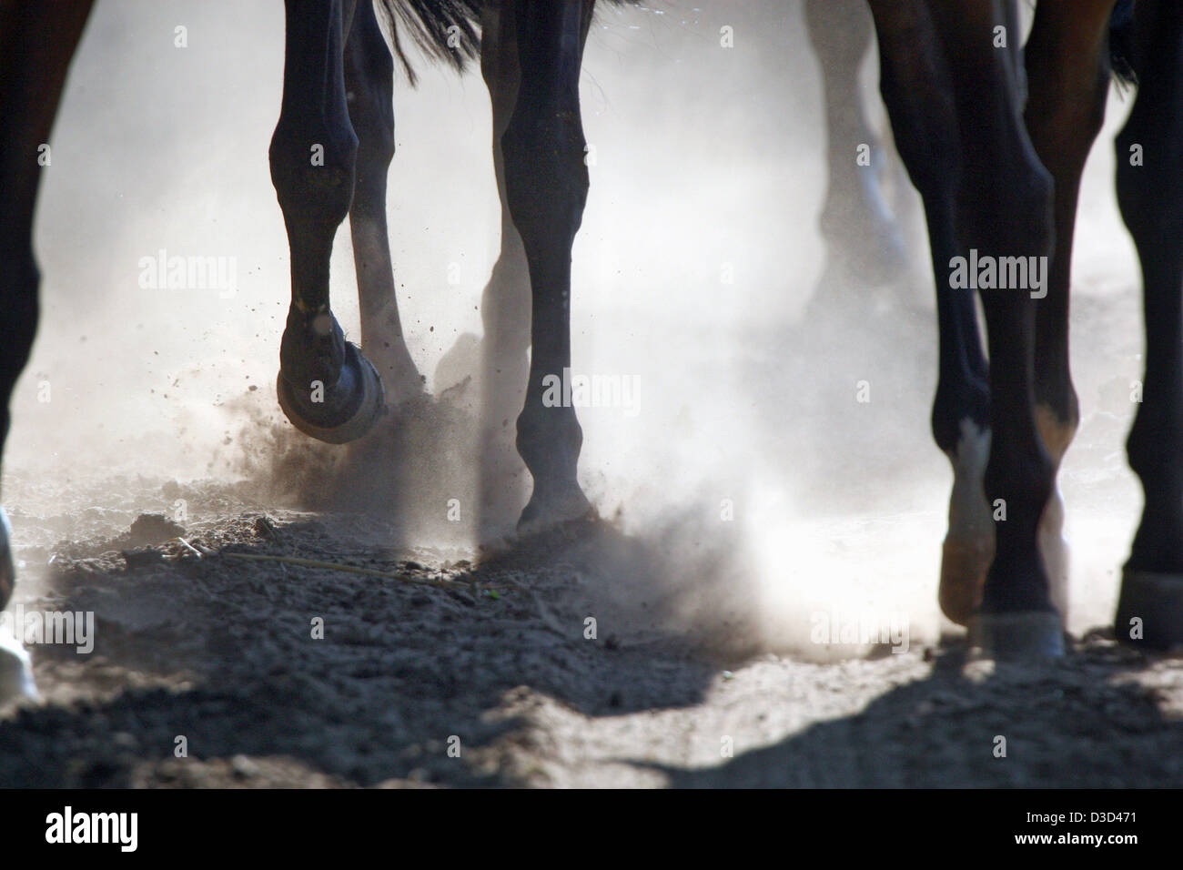 Gutersloh, in Germania, in dettaglio, a cavallo per le gambe in esecuzione attraverso sabbia Foto Stock