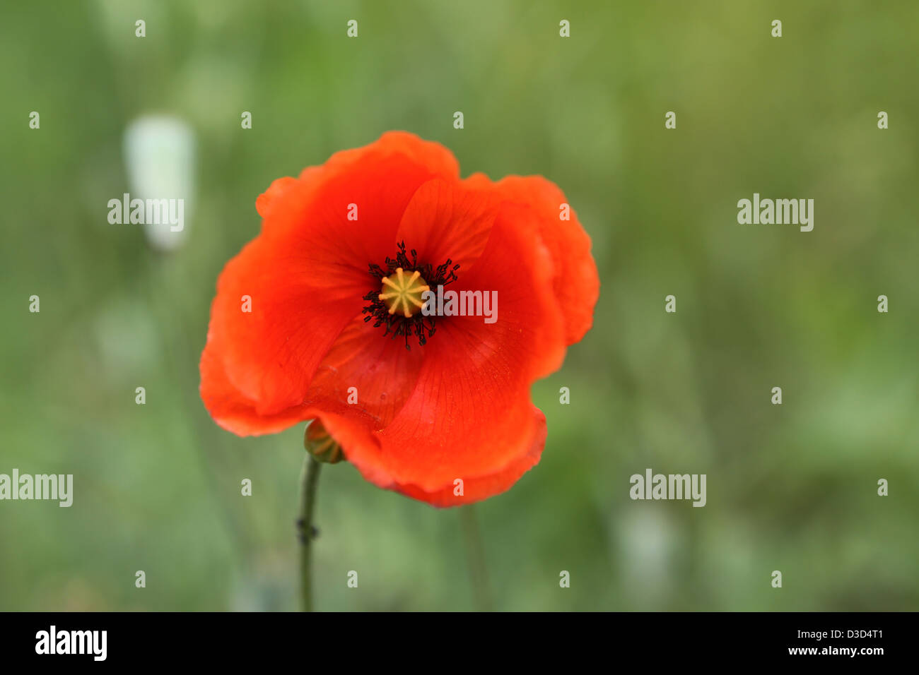 Nuovo Kätwin, Germania, Close-up di un Klatschmohnbluete Foto Stock