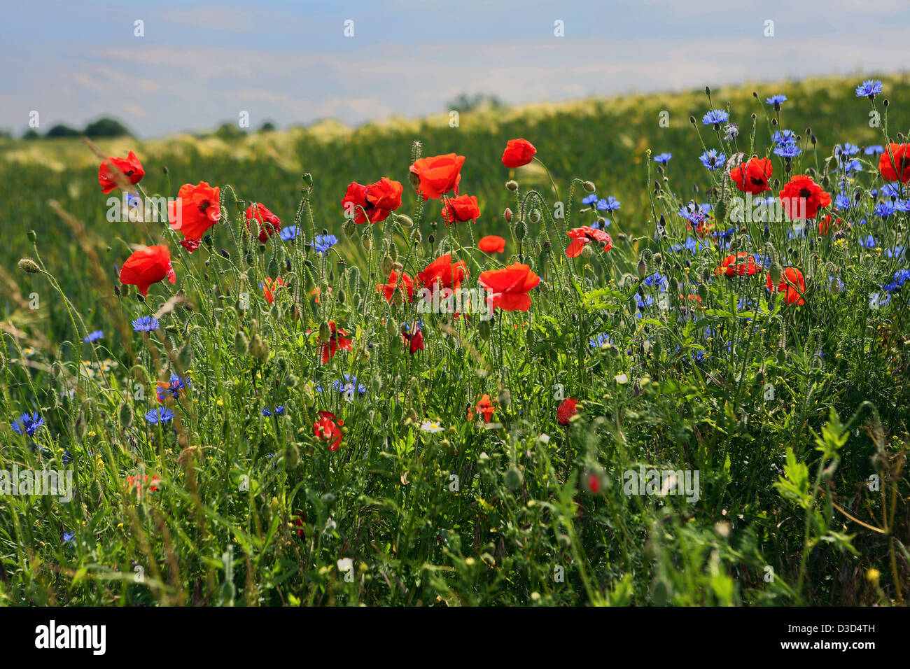 Nuovo Kätwin, Germania, papaveri e cornflowers in un campo Foto Stock