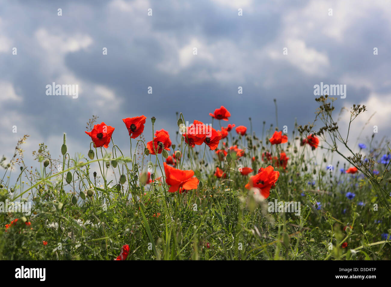 Nuovo Kätwin, Germania, papaveri e cornflowers in un campo Foto Stock