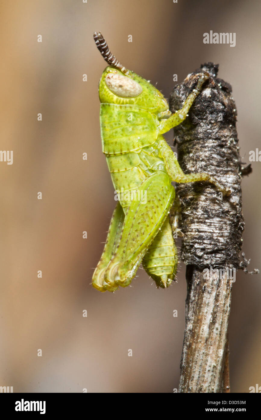 Vista ravvicinata di una molto piccola cavalletta verde (pezotettix giornae) nella natura. Foto Stock
