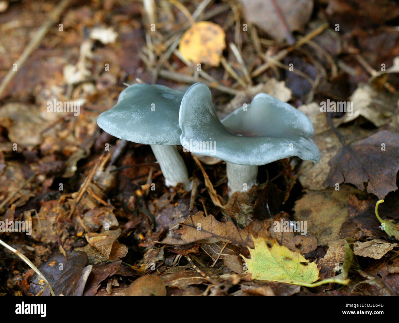 Tappo di anice, imbuto di anice o blu-verde, Clitocybe Clitocybe odora, Tricholomataceae Foto Stock