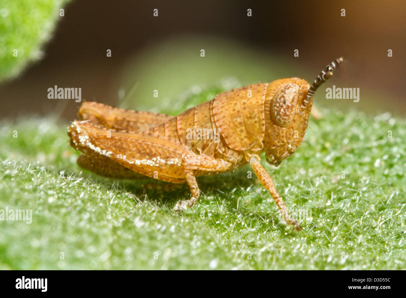 Chiudere la vista dettaglio di un arancio grasshopper (Pezotettix giornae). Foto Stock