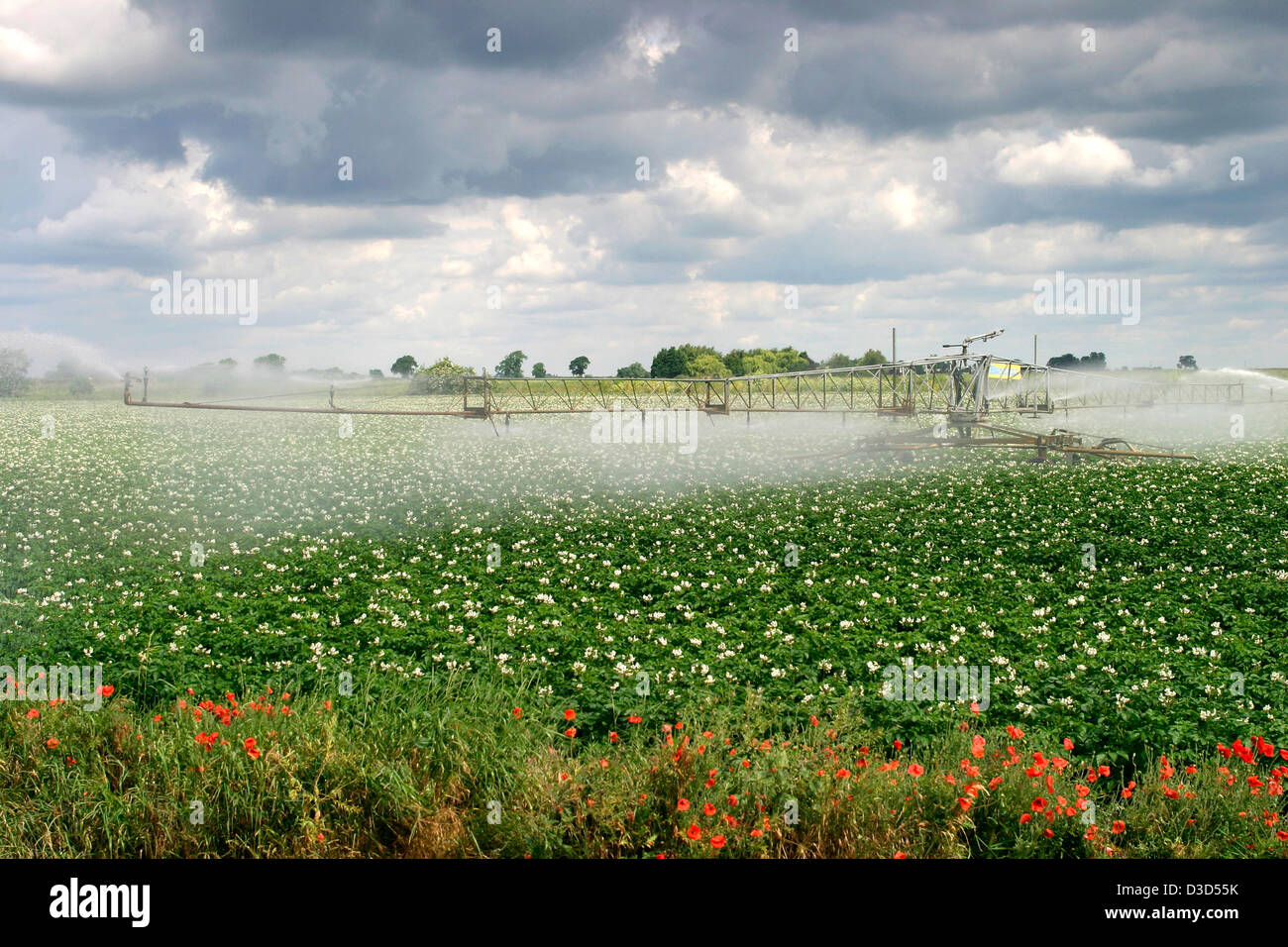 Acqua di irrorazione di irrigazione campi di patate, campi Fenland vicino a Wisbech, Fenland, Cambridgeshire, Inghilterra; Gran Bretagna; Regno Unito Foto Stock