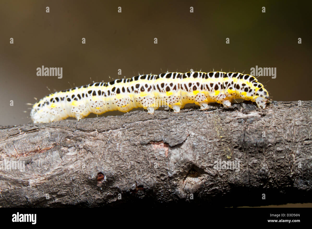 Chiudere la vista dettaglio di un cavolo caterpillar. Foto Stock
