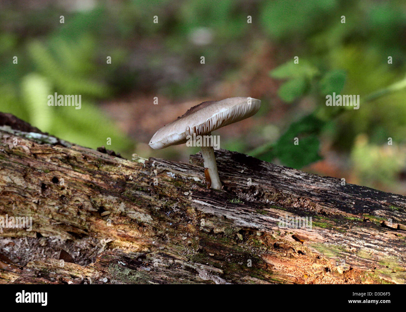 Willow scudo fungo, Pluteo salicinus, Pluteaceae. Cresce su legno morto. Foto Stock