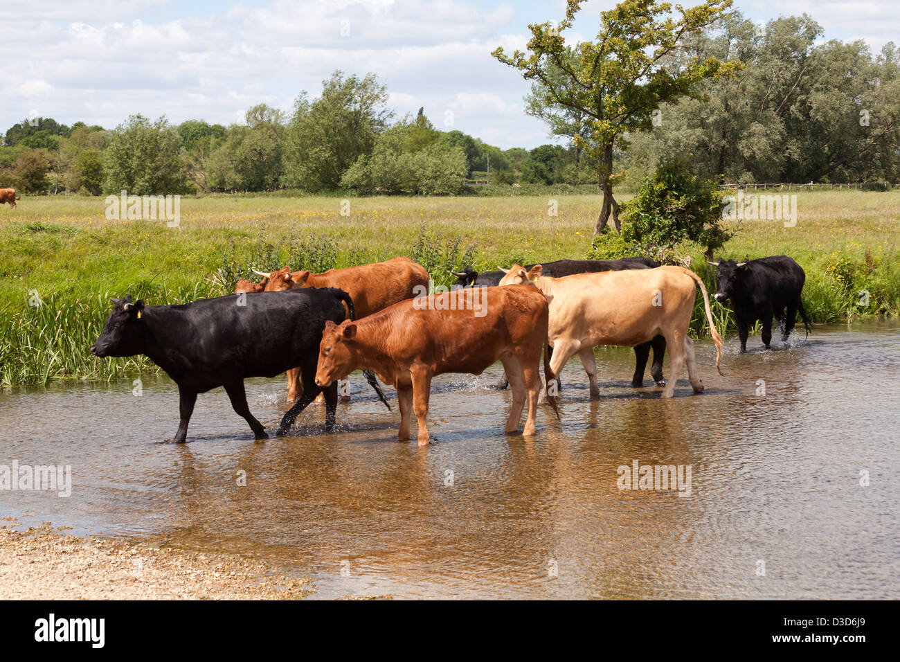 Mucche camminando attraverso il fiume Stour a Sudbury, Suffolk. Foto Stock