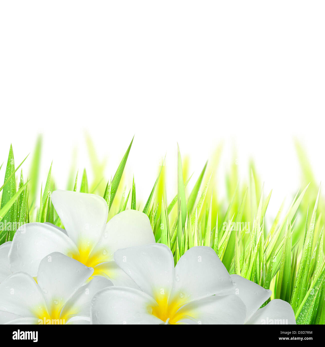 Il Frangipani fiori e verde erba, isolati su sfondo bianco Foto Stock