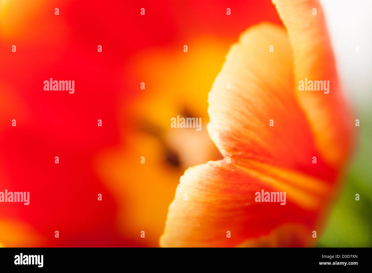 Bocciolo di sfondo di rosso tulip con pistillo in primo piano Foto Stock