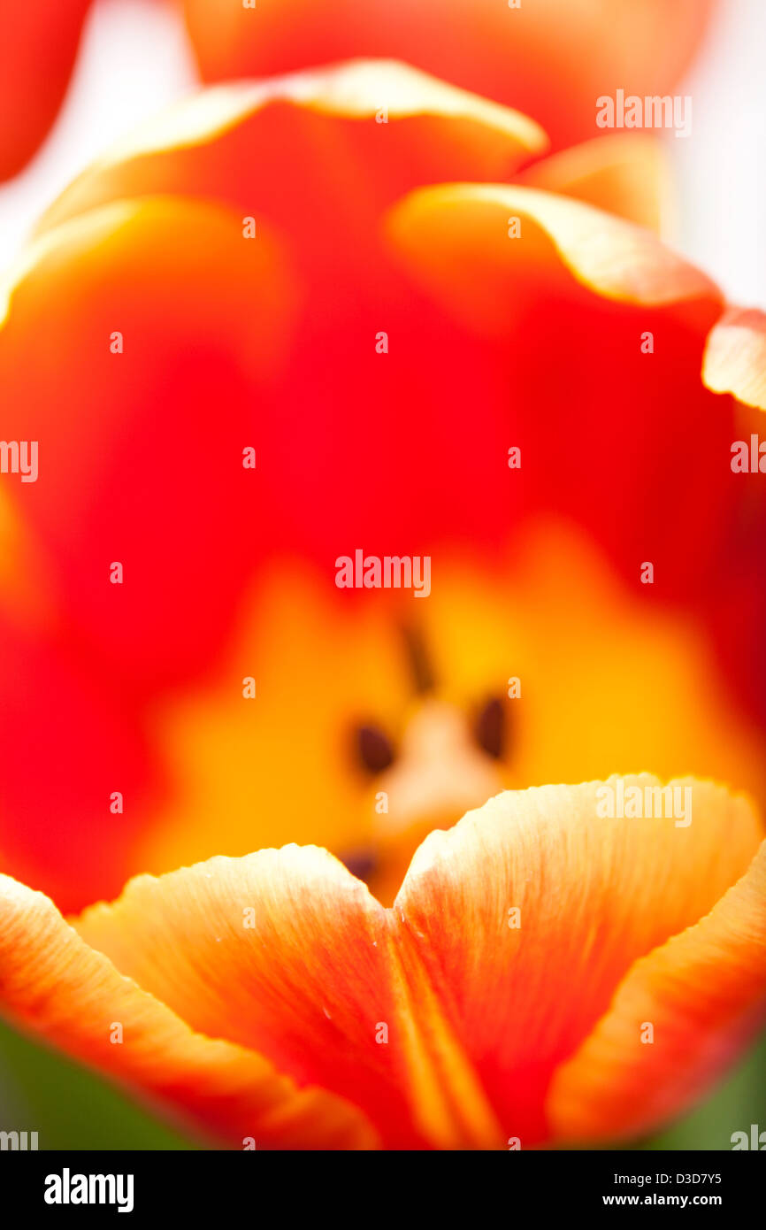 Bocciolo di sfondo di rosso tulip con pistillo in primo piano Foto Stock