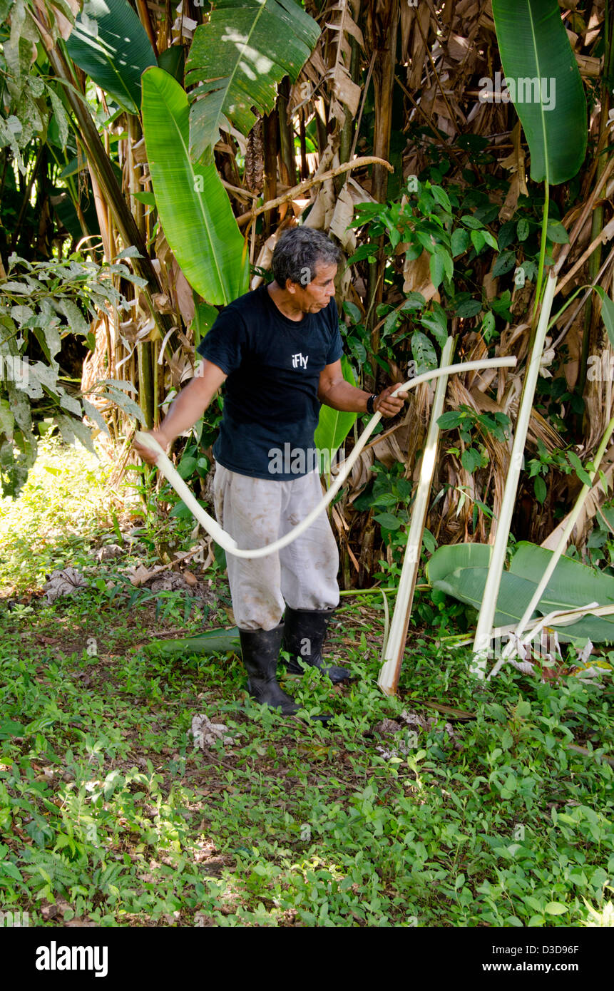 Belize, Punta Gorda, Agouti fattoria di cacao. Proprietario di piantagione, Elandio Pop, dimostrazione didattica sui cuori di palma. Foto Stock