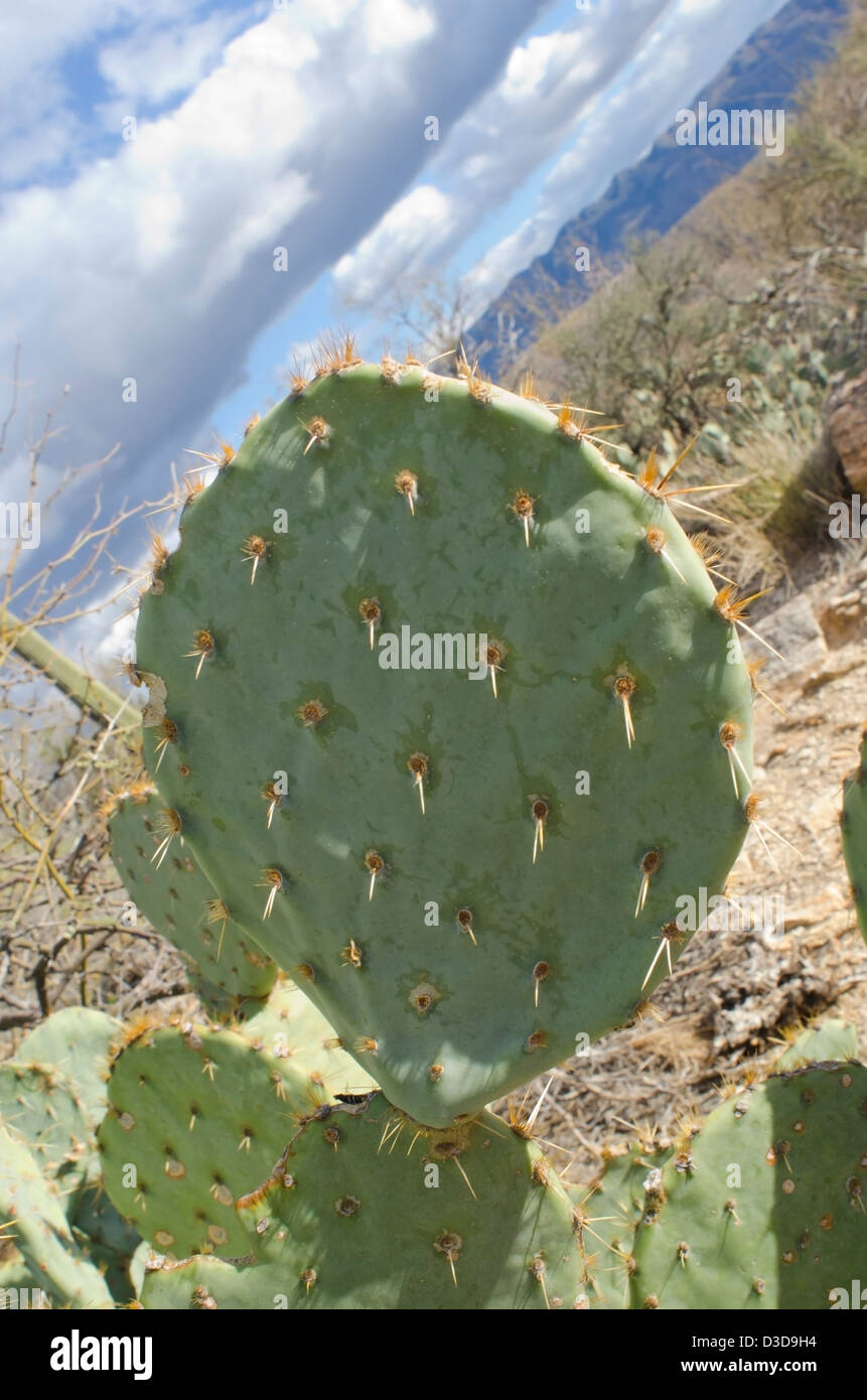 Close up del Ficodindia Cactus, Cactaceae opuntia, nel pomeriggio la luce del sole. Foto Stock