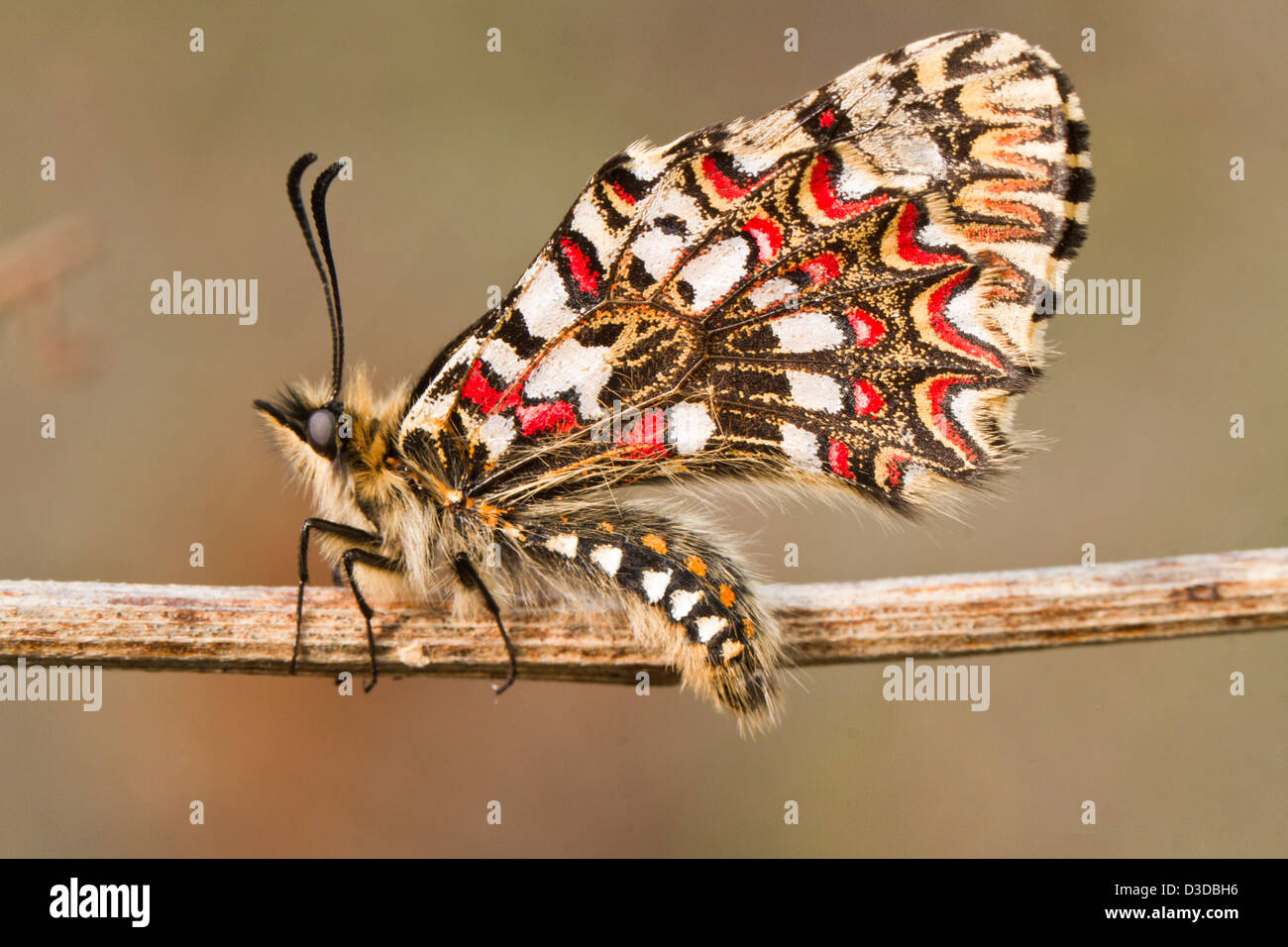 Vista ravvicinata di un festone spagnolo butterfly (Zerynthia rumina) farfalla. Foto Stock