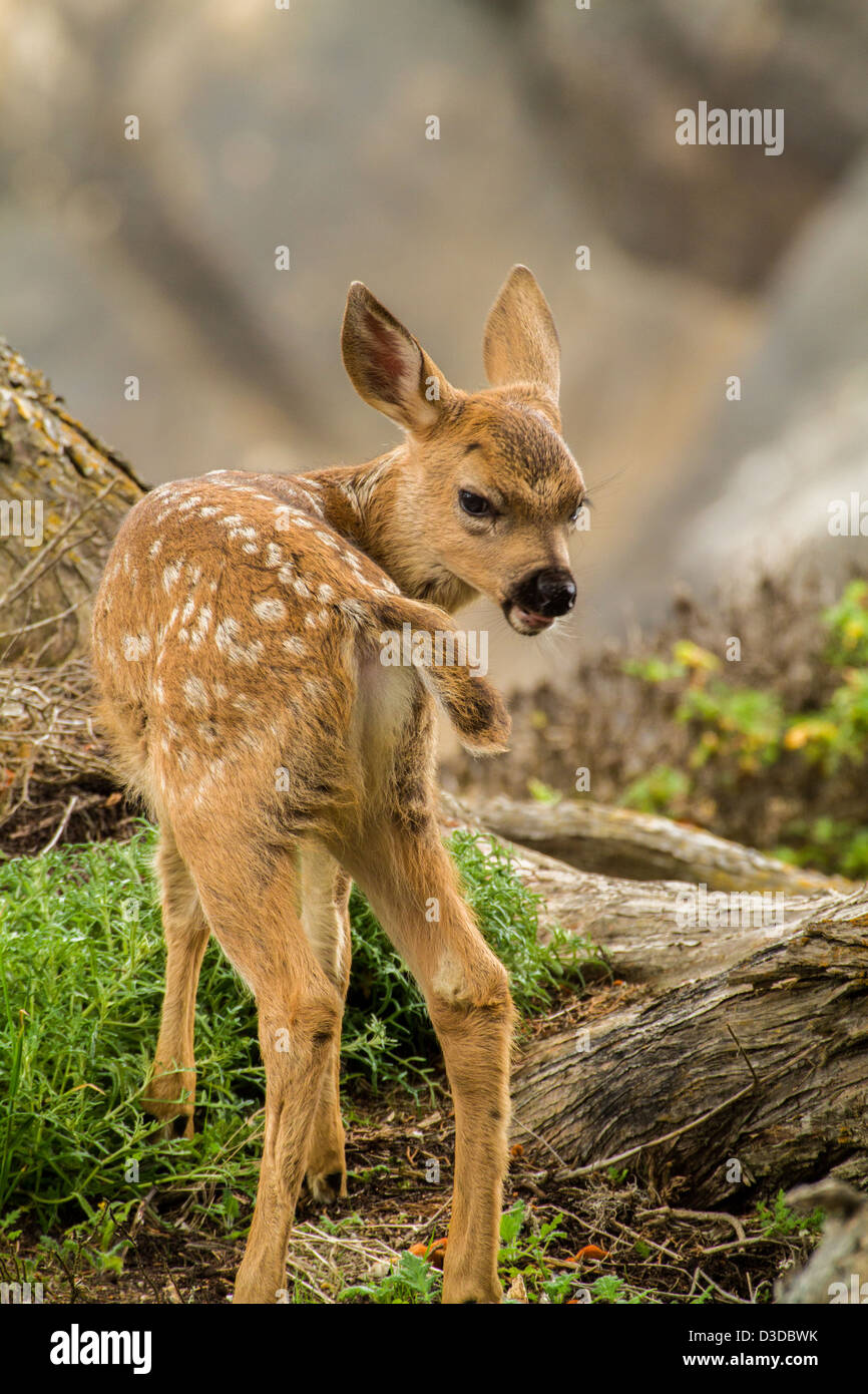 Un singolo fawn guarda nel bosco al punto Lobos Riserva Naturale Statale vicino Carmelo, California, Stati Uniti d'America. Foto Stock