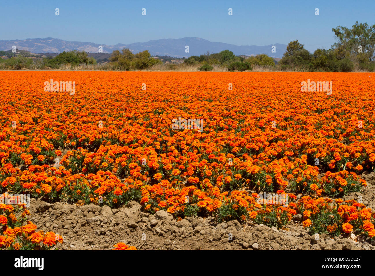 Un campo di tagete (Tagetes) piante vicino a Buellton, California, Stati Uniti d'America in luglio Foto Stock