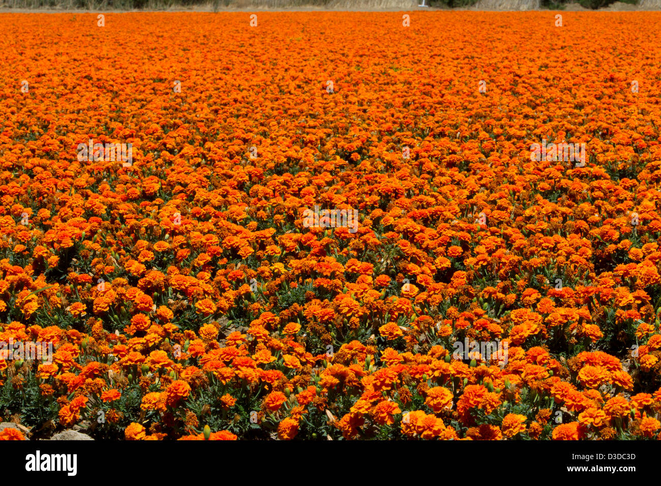 Un campo di tagete (Tagetes) piante vicino a Buellton, California, Stati Uniti d'America in luglio Foto Stock