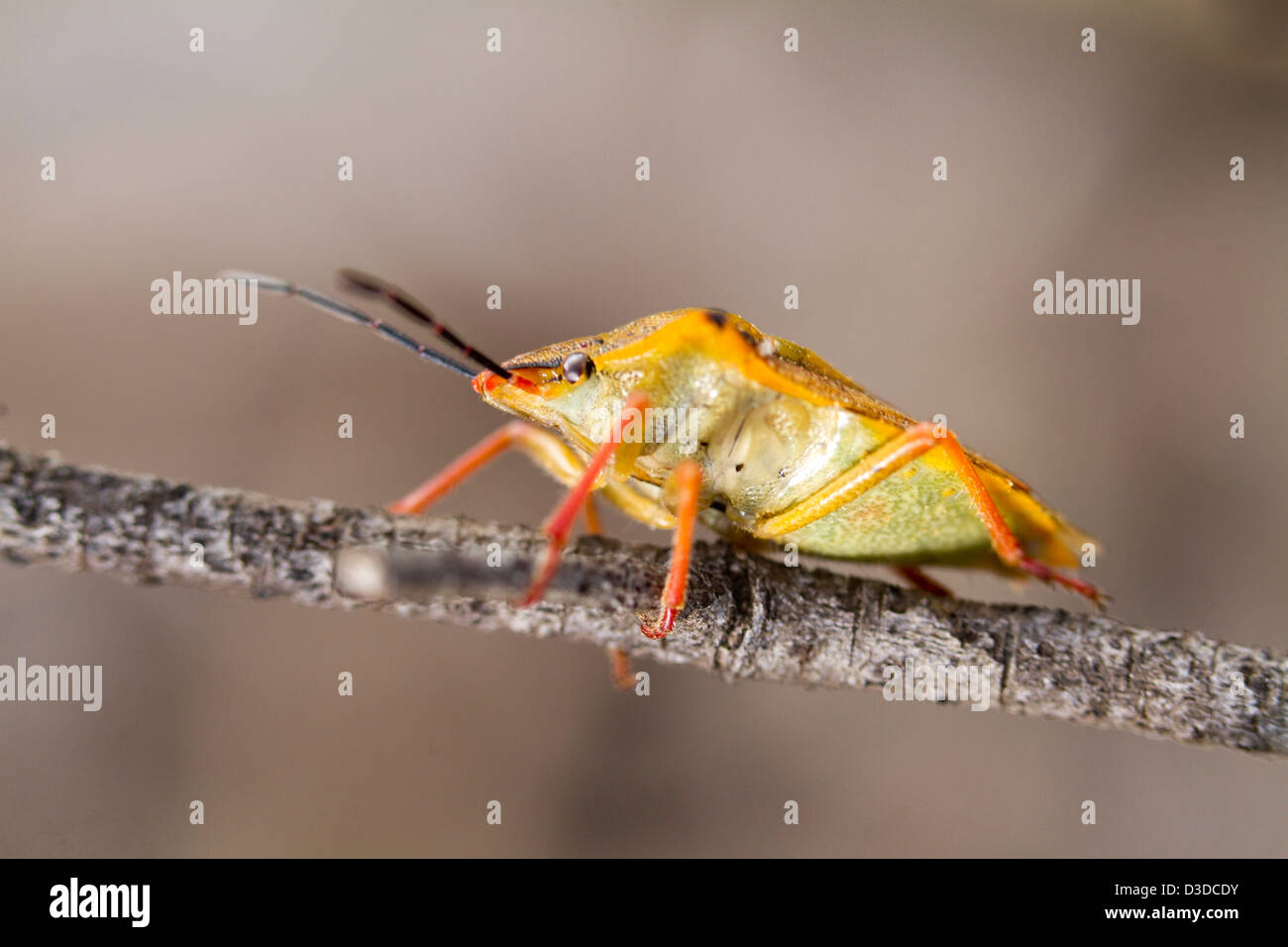 Vista ravvicinata della coloratissima stink bug (Carpocoris fuscispinus). Foto Stock