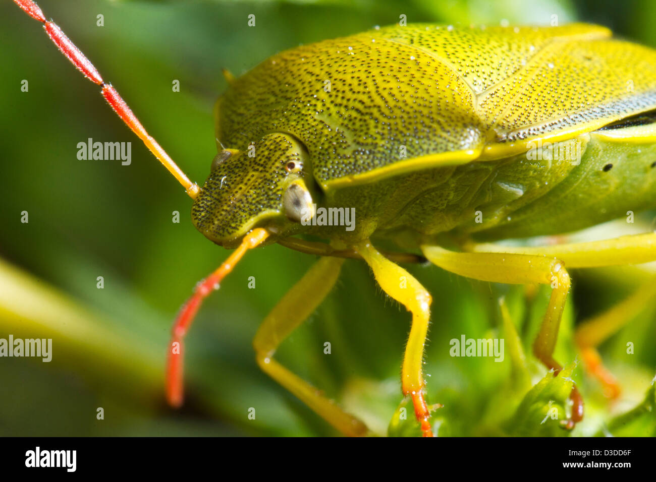 Vista ravvicinata di un colorato verde stink bug (Nezara viridula). Foto Stock