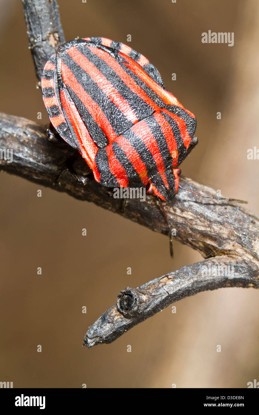 Chiudere la vista dettaglio di un Graphosoma lineatum bug su un fiore. Foto Stock