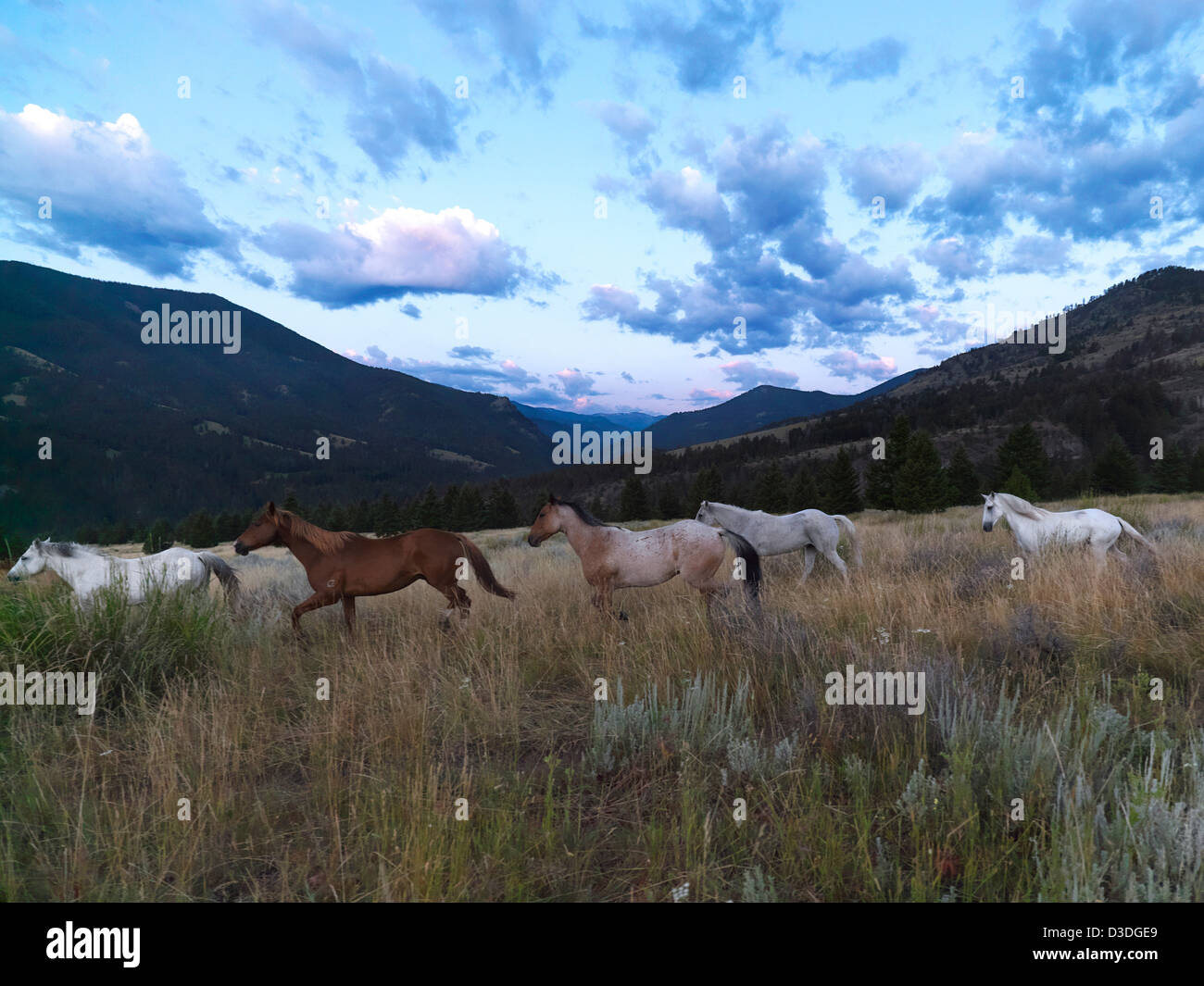 I cavalli di spinta verso il ranch, Montana, USA Foto Stock