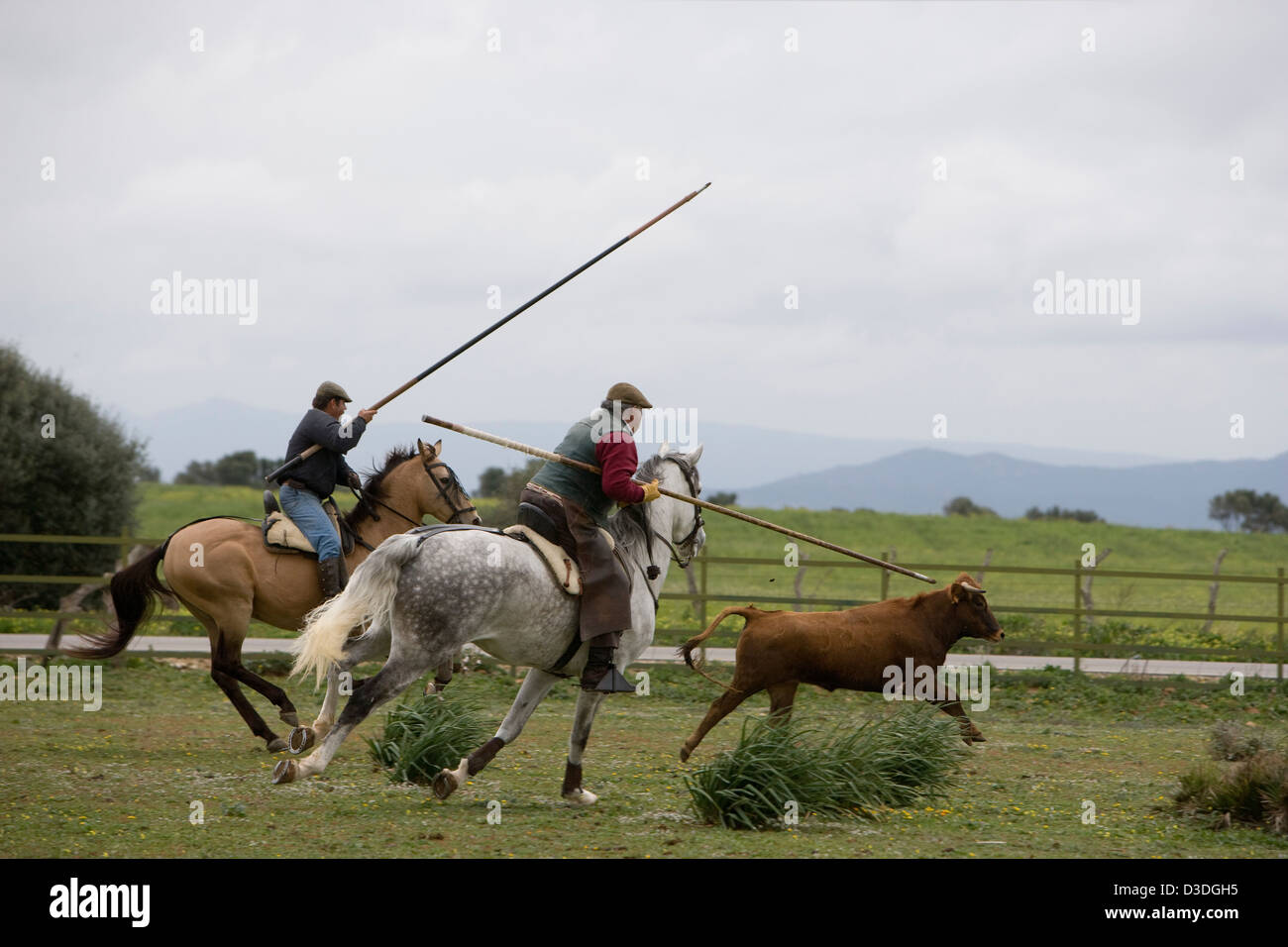 JEREZ DE LA FRONTERA, Spagna, 22 febbraio 2008: Alvaro Domecq, 67, (centro) un compiuto rejoneador o torero a cavallo nella sua gioventù, detiene un tradizionale garrocha, a 2,5 metri di lunghezza lancia di legno come lui e un collega chase a a due anni di vacca a un 'Acorso y Derribo' evento su una delle sue aziende. Qui i piloti giovani prove di mucche per loro agression treno e cavalli per il dressage specializzate di cui hanno bisogno per essere in grado di ballare completamente cresciuti di quattro anni in tori da corrida. Foto Stock