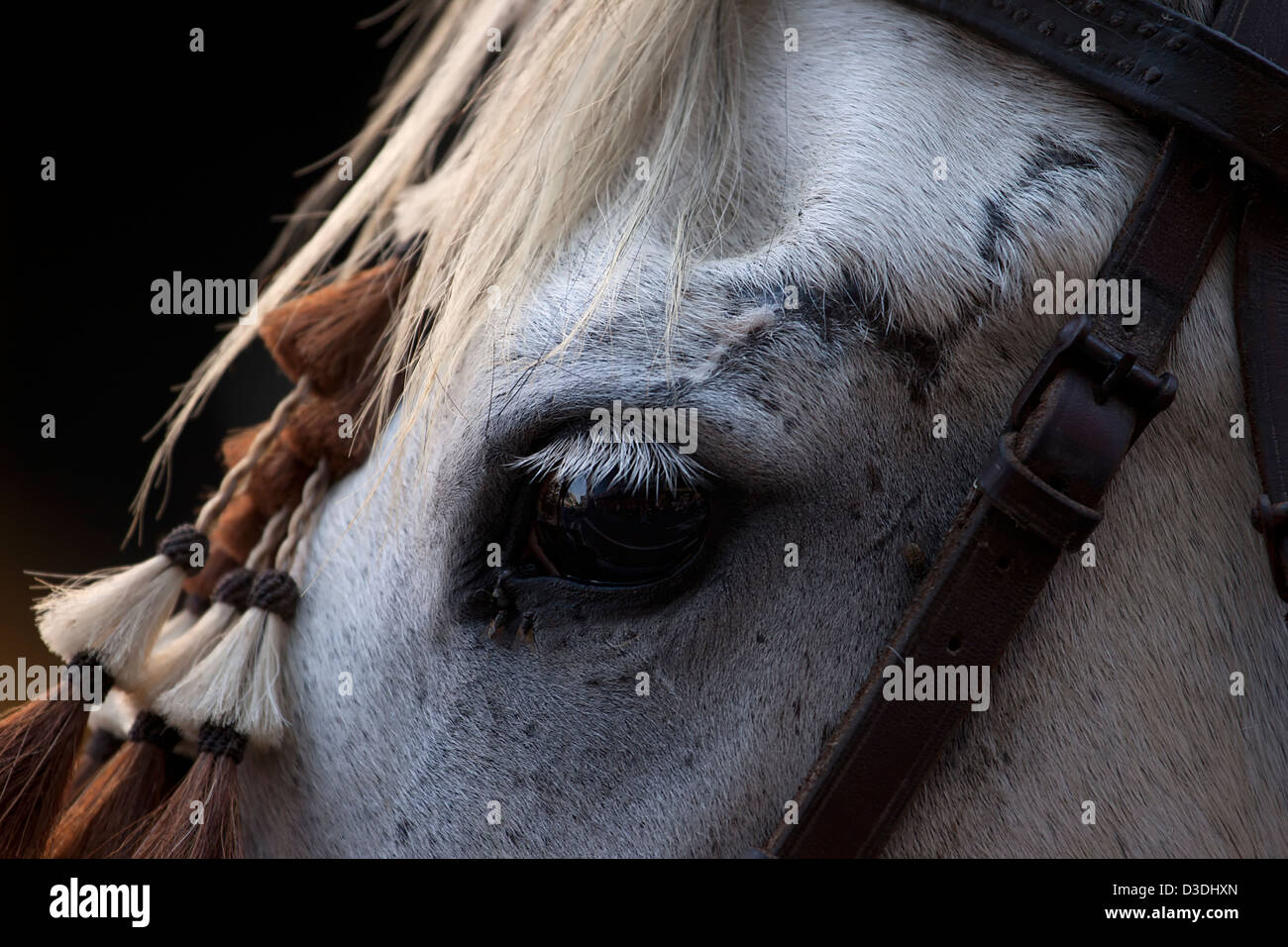 Close up del cavallo di occhio. Foto Stock