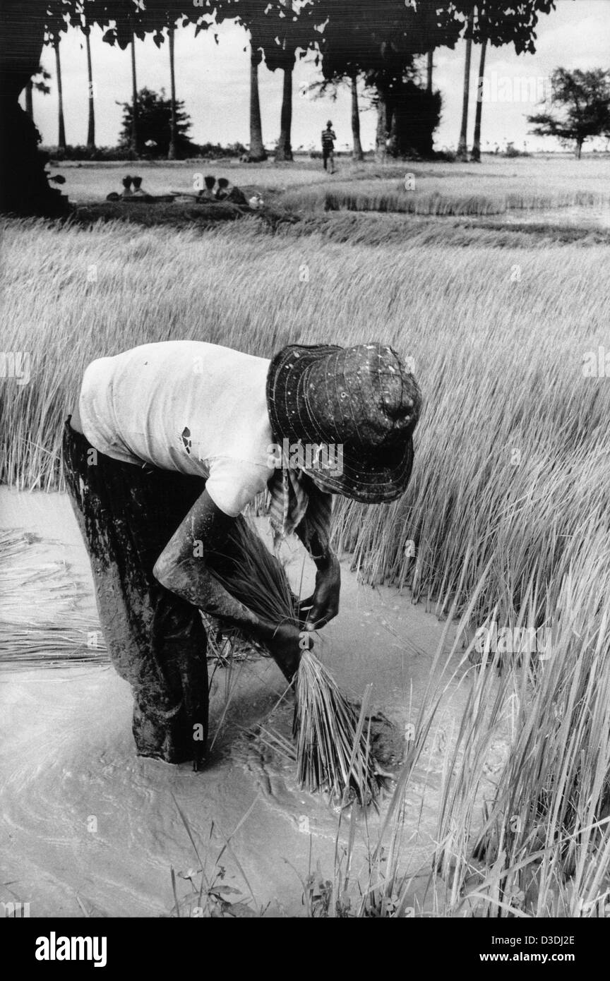 Cambogia: una ragazza che lavora nel campo di riso Riso di trapianto, preda Veng provincia. Foto Stock