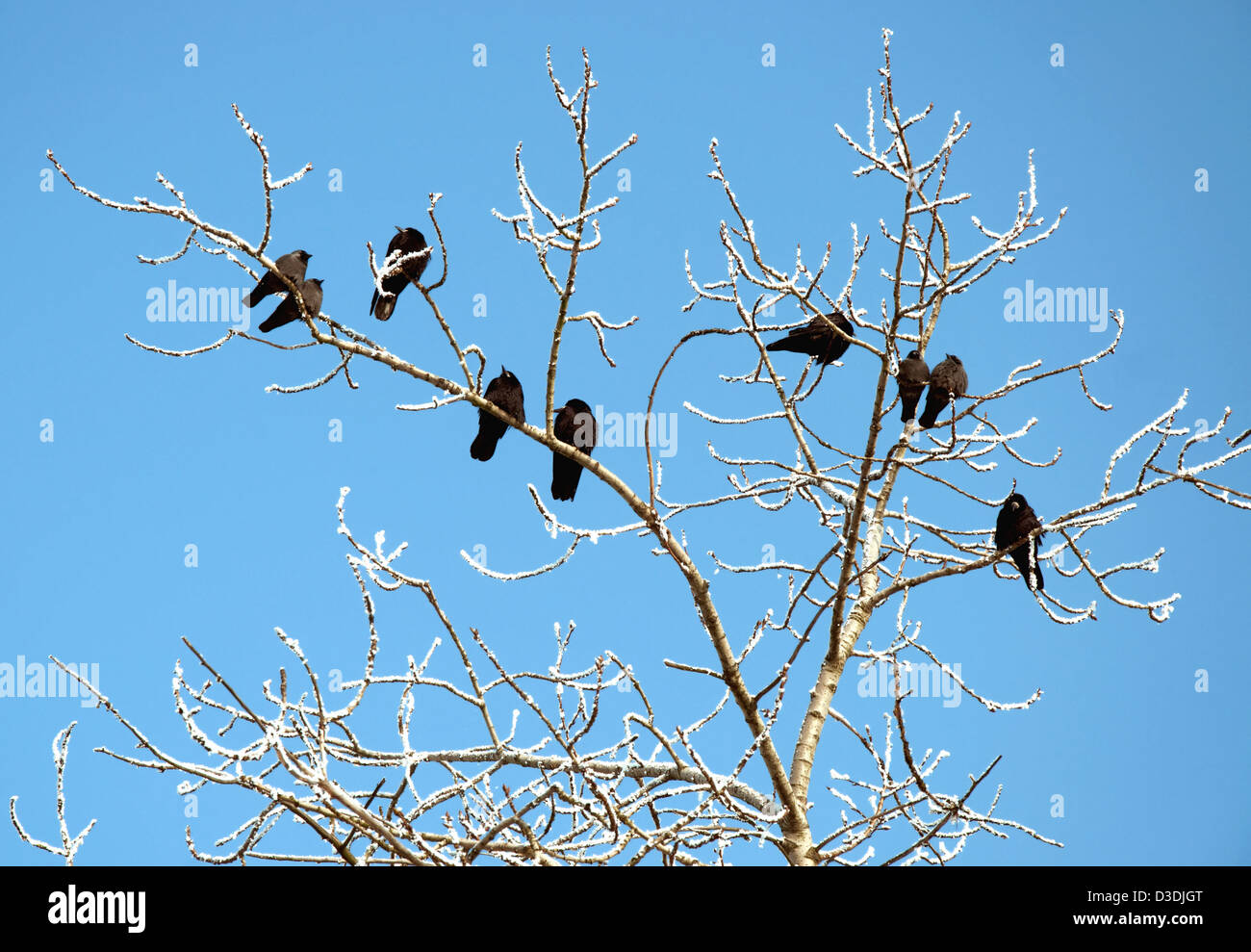 Rooks nella struttura ad albero sui rami con neve sul cielo blu Foto Stock