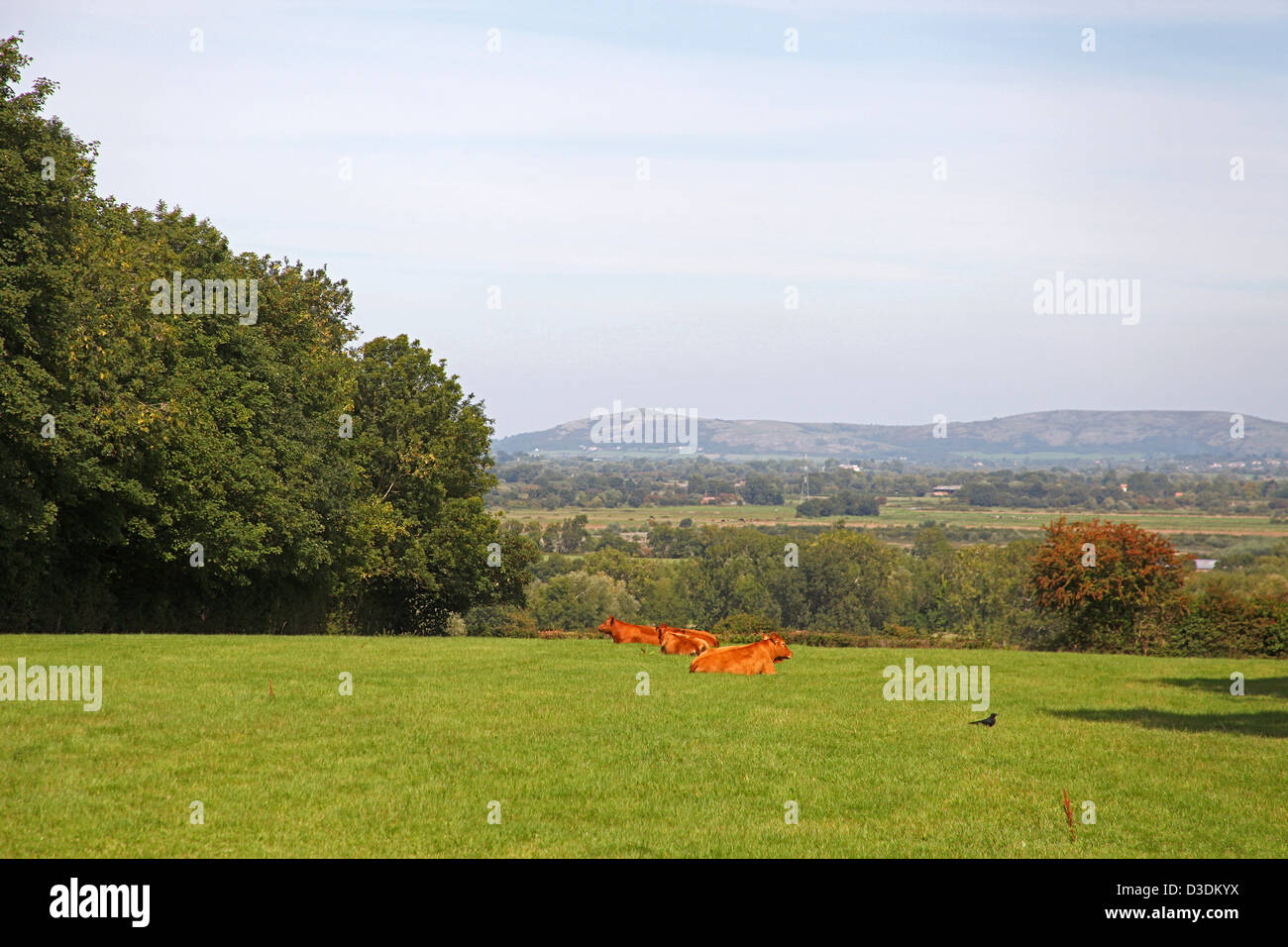 Una mandria di Devon Red bovini di riposo in un campo del Polden Hills (con Mendip Hills visibile oltre) nel Somerset, Inghilterra, Regno Unito Foto Stock
