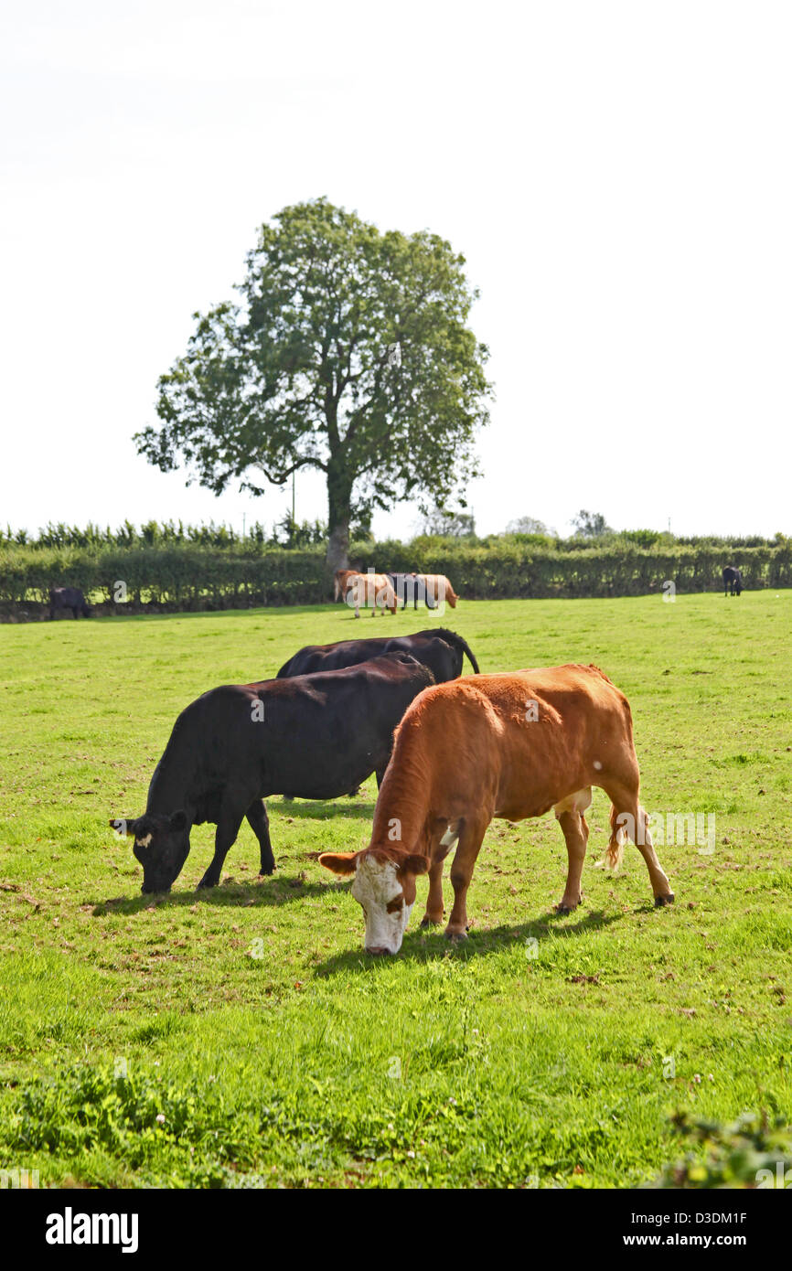 Una mandria di razza mista giovenche pascolare in un campo del Polden Hills nel Somerset, Inghilterra, Regno Unito Foto Stock
