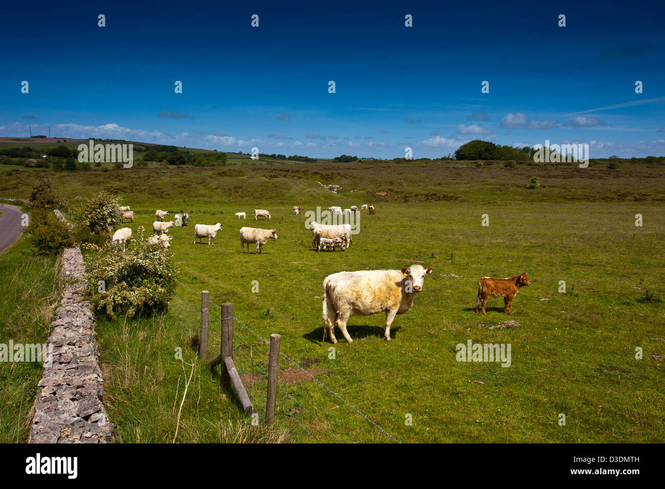 Una mandria di bovini Charolais in un campo di sommità di Mendip Hills nel Somerset, Inghilterra, Regno Unito Foto Stock