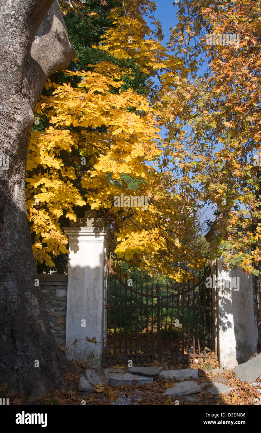 Cast antico cancello di ferro sotto il castagno e albero piano con fogliame di autunno Foto Stock