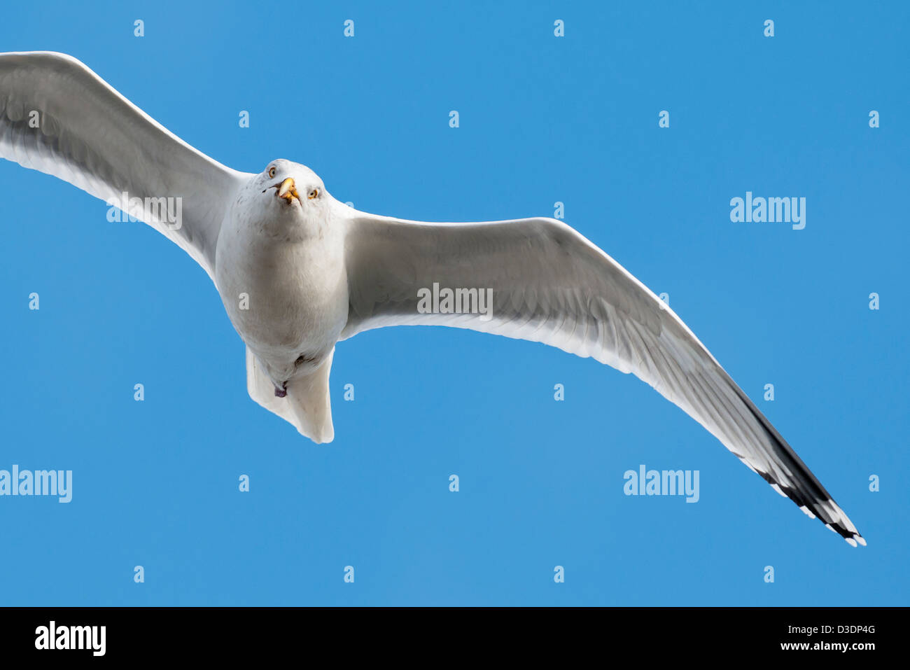 Aringa gull scorrevolezza Foto Stock