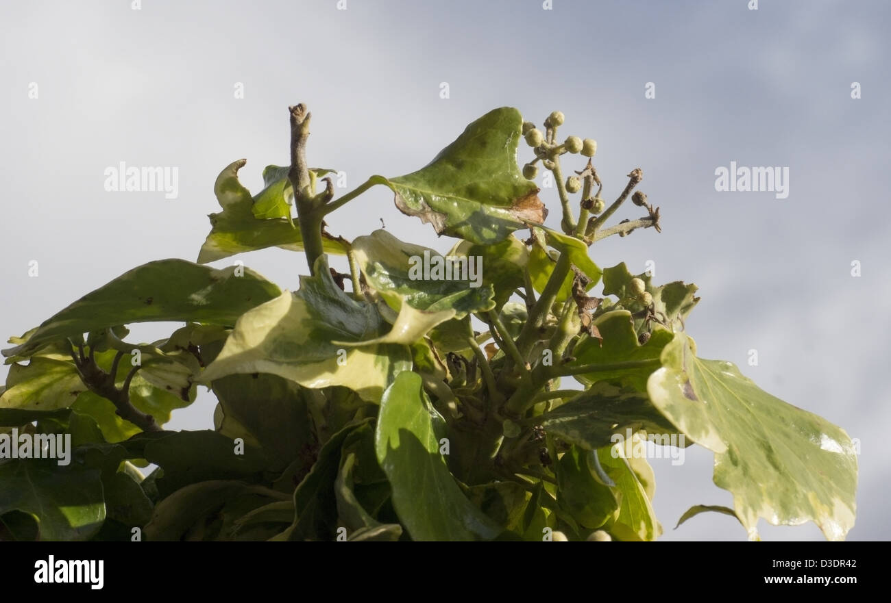 Ivy berry's per raggiungere il cielo Foto Stock