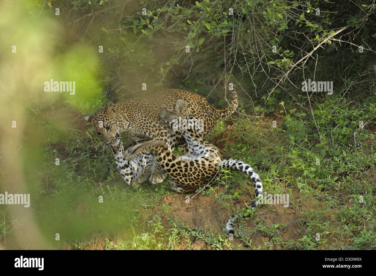 Due Leopardi giocare combattimenti in Yala National Park, Sri Lanka Foto Stock