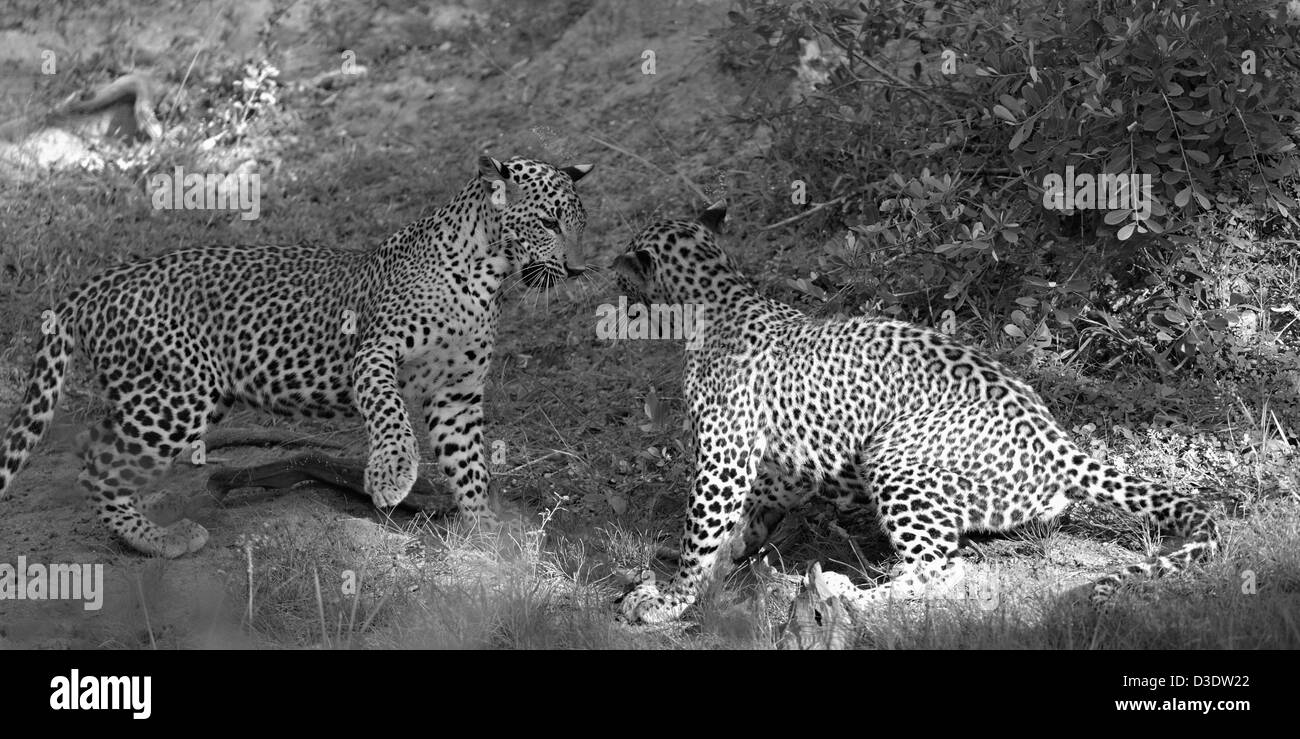 Due Leopardi giocare combattimenti in Yala National Park, Sri Lanka Foto Stock